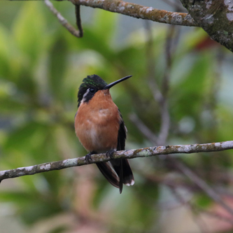 Purple-throated Mountain-gem